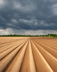 Wall Mural - Agricultural field with even rows in the spring. Growing potatoes. Rainy dark clouds in the background