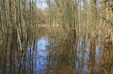 Wall Mural - flooded trees in spring forest