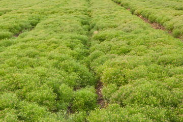 Most popular cumin seeds plant in Egyptian field,unripped cumin crop dry plants,The most widely used spice is cumin or plant,Carum or Caraway and carvi. cumin flower.