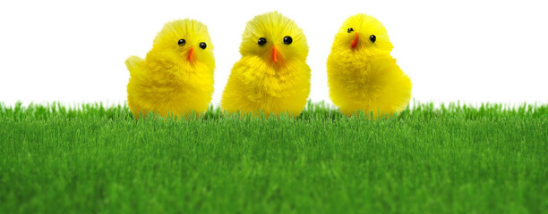 Wall Mural - three cute easter decoration chicks in natural green spring grass lawn isolated