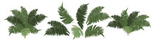 Hand Drawn Set Of Various Fern Leaves. Green Fern Leaves Isolated On White Background.  Vector Illustration..