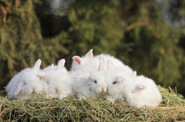 Wall Mural - family of little white rabbits in the hay