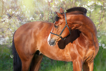 Canvas Print -  portrait of bay beautiful   sportive  horse posing near blossom bush. spring time