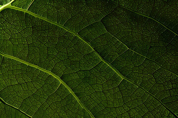 Macro photo green texture leaves background and design material.