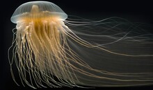 A Yellow Jellyfish Swimming In The Water With Long Hair.  Generative Ai