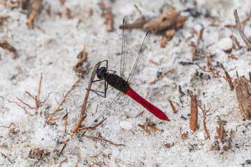 Wall Mural - A red dragonfly by the Amazon River