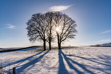 Winter In Snowdonia - With Three Trees