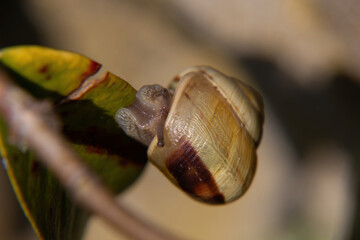 Wall Mural - macro of a snail