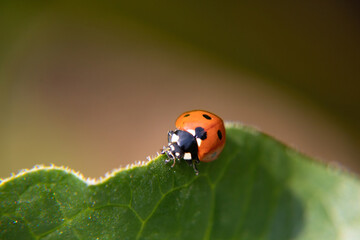 Wall Mural - ladybird on leaf