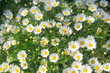 daisies in a meadow in field spring