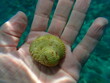 Warty venus shell or warty venus, clam (Venus verrucosa) on the hand of a diver, Aegean Sea, Greece, Thasos island