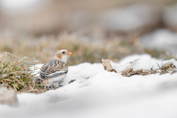 Wall Mural - Fine art portrait of the snow bunting (Plectrophenax nivalis)