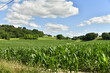 Champs de maïs sous un ciel parsemé de cumulus de beau temps aux environs du bourg de Vendoire au Périgord Vert 