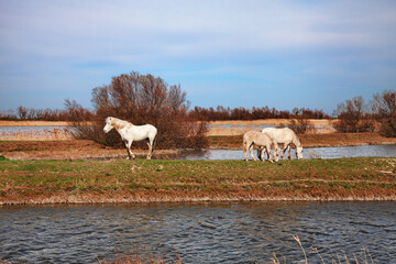 Wall Mural - Po Delta Park, Ravenna, Emilia-Romagna, Italy: landscape of the swamp in the nature reserve with wild horses grazing in the wetland