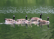 Four Geese And Their Goslings