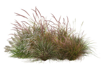 a small garden decorated with many plants on a transparent background.