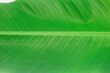 © Lee hwa bin - fresh green banana tree leaf background