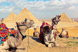 Camels rest on a hill near the Great Pyramids of Giza. Western Desert, Giza, Cairo, Egypt