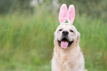 A Happy Dog Sits In The Green Grass On A Spring Day In A Bunny Costume. A Golden Retriever On The Easter Holiday.