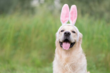 a happy dog sits in the green grass on a spring day in a bunny costume. a golden retriever on the ea