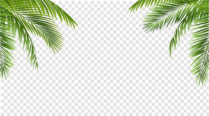 Wall Mural - palm tree branches set isolated white background