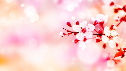 Poster - Beautiful cherry blossom in spring time with bokeh background