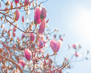 Poster - Magnolia tree branch with pink flowers in sunny day. Beautiful spring background