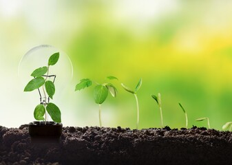 Wall Mural - Green plant growing on lamp bulb in nature