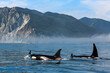 A family of killer whales swims on the surface of the water, across the Pacific Ocean against the backdrop of textural mountains, close-up. Black fins. Kamchatka.