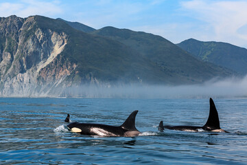 a family of killer whales swims on the surface of the water, across the pacific ocean against the ba