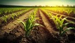 Organic maize farm or corn field seeding and plantign agriculture, sweet corn garden farmland , field in countryside plantation, fertile soil land generative ai