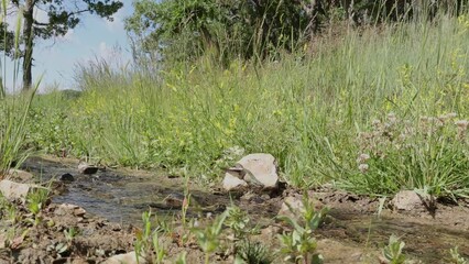 Wall Mural - A hummingbird dips down to the surface of a small stream and skims along getting a drink of water in slow motion, on a sunny summer day.