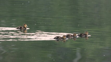 Wall Mural - Mallard ducklings swim from left to right in the still water of Kolob reservoir, Utah, USA on a peaceful summer morning.