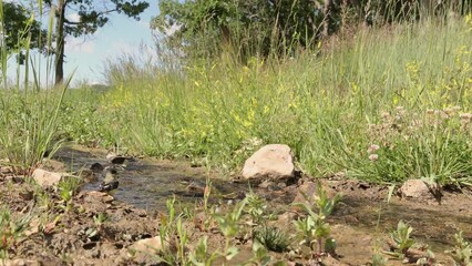 Wall Mural - A Lesser Goldfinch gets a drink of water from a shallow stream then flutters over to a small plant closer to the camera and begins eating the leaves of the plant on a sunny summer day in Southern Utah