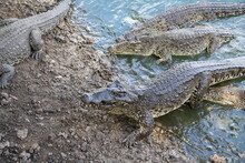 Many Crocodylus Rhombifer, Cuba Caribbean