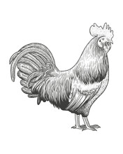 Hand Drawn Of Rooster, Vector Vintage Illustration