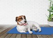 Cute domestic dog pet posing on mat