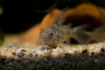 Wall Mural -  Blue leopard corydoras fish - Corydoras paleatus