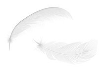 Set Of Feathers, Alpha Channel, Transparent Background