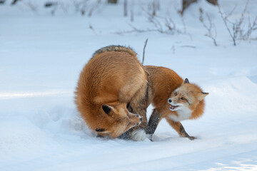 Two (male female Vulpes) Red Foxes seen in mating position while fighting stance during winter season with snow, white background in natural, wild environment. 