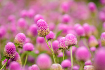 Wall Mural - Close up of beautiful pink flower blooming in garden in spring nature background