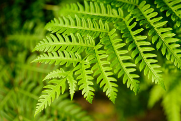 Green leaf Davallia fern (Davallia trichomanoides Bl), Ornamental plant at home and garden, Nature background