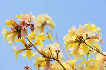 Wall Mural - Close up of beautiful yellow flower blooming in garden in spring nature background