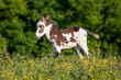 © Lingde - Baby donkey