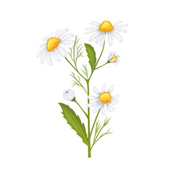 Wall Mural - daisy flower summer cartoon vector illustration color sign