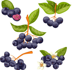 Sticker - chokeberry antioxidant set cartoon vector illustration color sign