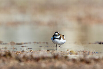 Canvas Print - Little ringed plover at a beach in the water