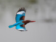White-throated Kingfisher Flying