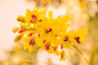 gelbe Orchideen 
