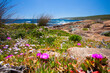 © Cavan Images - Wildflowers along coast of Cape Naturaliste, Western Australia